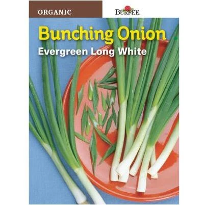 Onion Evergreen Bunching Seed