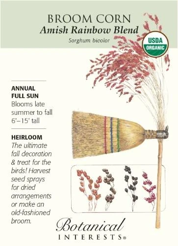 Amish Rainbow Broom Corn - 1.5 grams - Organic