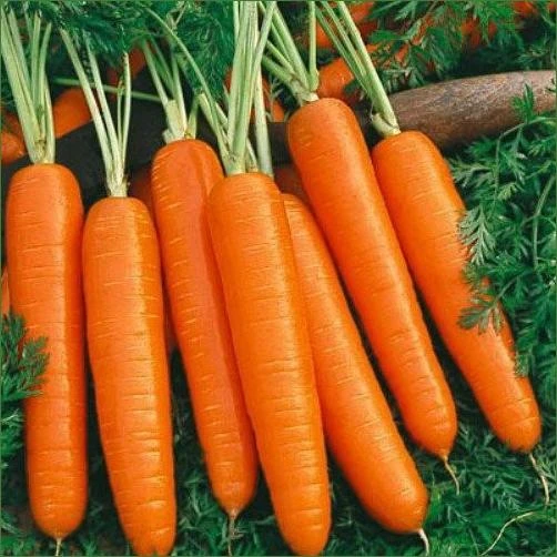 CARROTS- NANTES