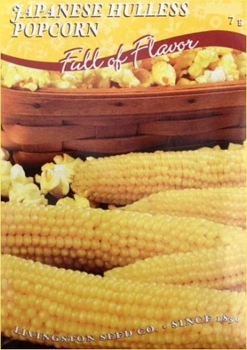 Japanese Hulless Popcorn Seeds - 7 Grams For Home Gardening
