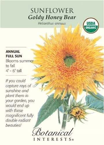 Goldy Honey Bear Sunflower - 25 Seeds - Organic