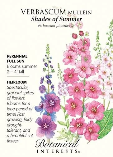 Verbascum Shades of Summer Seeds