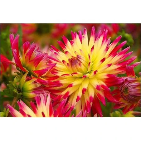 Tahiti Sunrise Dahlia - 2 Root Clumps - Vibrant Color!
