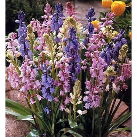 Wood Hyacinth Mix 15 Bulbs - Scilla - Deer Proof -Hardy - 8/10 cm Bulbs
