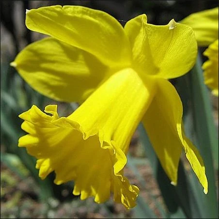 Dutch Master Daffodil 20 Bulbs -Deer & Rodent Resistant - 14/16 cm Bulbs