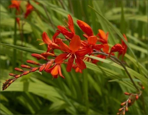 Lucifer Crocosmia Plant - Very Hardy - 5 Bulbs