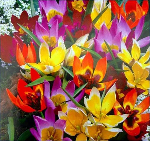 Wildflower Mix Tulip Bulbs - 35 Very Hardy Bulbs - 6 Cm And Larger