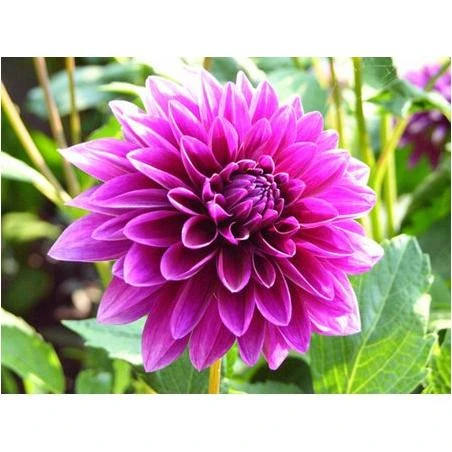 Thomas Edison Decorative Dahlia - 2 Bulb Clumps - Purple Petals