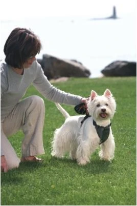Kurgo Black Tru Fit Dual Walking Harness & Seat Belt Harness (Medium; For Dogs 25-50 lbs.; For Necks 16"-25"; For Chests 18"-28")