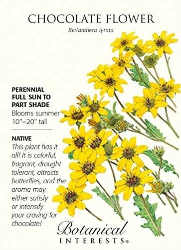 Chocolate Flower Seeds - 150 mg - Berlandiera