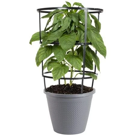 Bonnie Plants Green Sweet Bell Pepper, Live Plants, 11-in. Cage