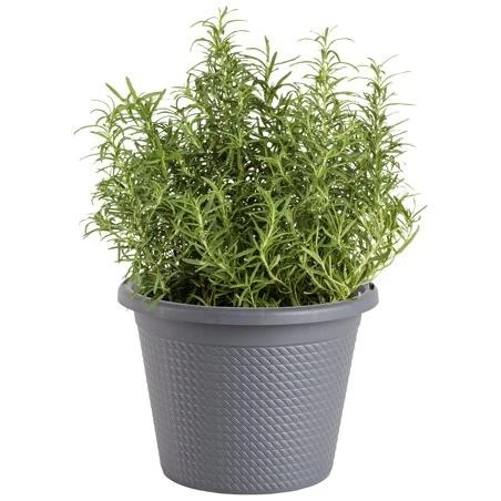 Bonnie Plants Rosemary 8-inch
