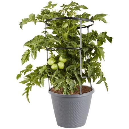 Bonnie Plants Early Girl Tomato 2.5 gal. Cage, Live Plant