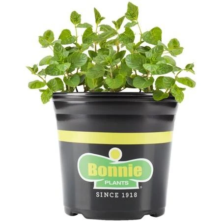 Bonnie Plants Spearmint, 1 Gal. Live Plant, Fragrant, Herb, Mojito