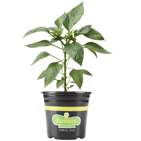 Bonnie Plants Mammoth Jalapeno Pepper 1 Gal.