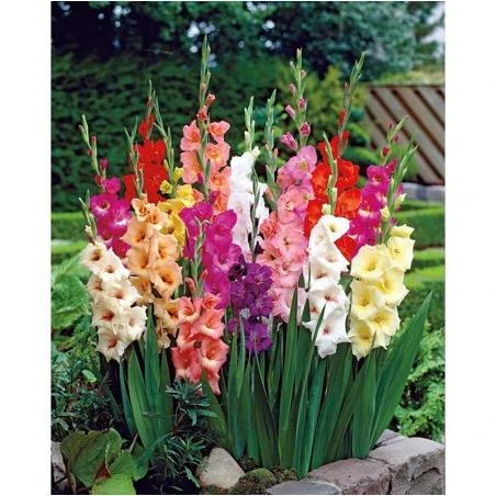 30 Giant Mixed Gladiolus Bulbs 12 cm - Super Value!