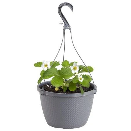 Bonnie Plants Albion Strawberry: 10-inch Basket, Live Plant, Everbearing, Hybrid Fruit, Full Sun