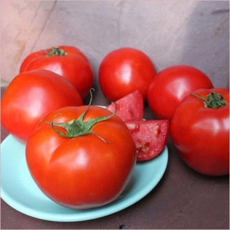 Bonnie Plants Summer Set Tomato 19.3 oz.