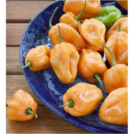 Bonnie Plants HabaÃ±ero Hot Pepper 2.32 qt.