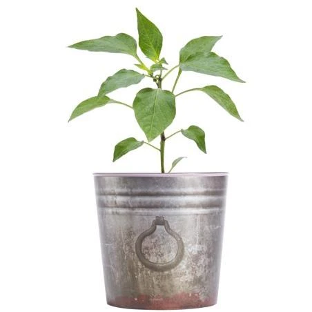 Bonnie Plants Carolina Reaper Pepper 2.32 qt.