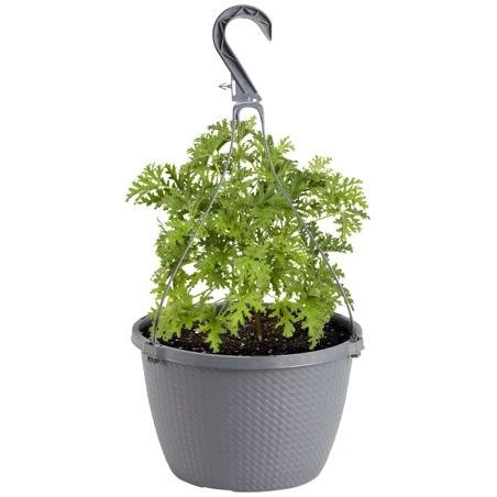 Bonnie Plants Citronella, Live Plant, Lemon-Scented Leaves, 10 in. Basket