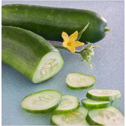 606 Cucumber-Burpless Bush Hybird Pack