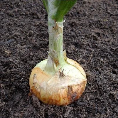 801 Onions-Georgia Sweet Onion Pack