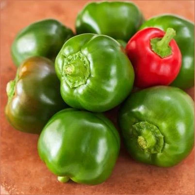 4.5 in. 19.3 oz. Pepper-Mexibell
