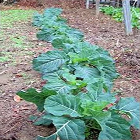 Collard Greens Seeds, Georgia Southern, Heirloom, Organic 50+ Seeds, Non Gmo