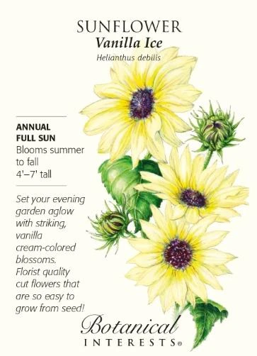 Vanilla Ice Sunflower Seeds - .50 grams - Annual
