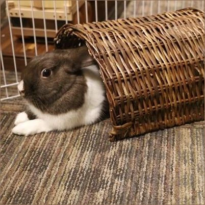 Large Twig Tunnel for Small Pets Natural Wooden Hideout Habitat Accessory