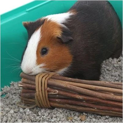 Mega Munch Sticks Chew Treat for Small Pets