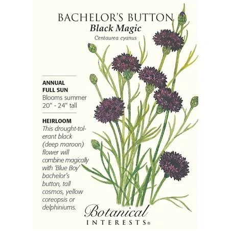 Black Magic Bachelor s Button Seeds - 1 gram