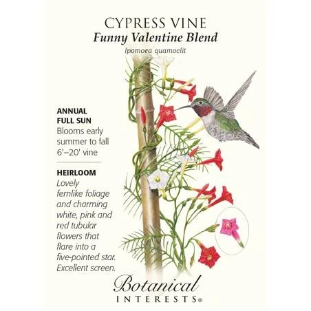Funny Valentine Blend Cypress Vines Seeds - 750 mg