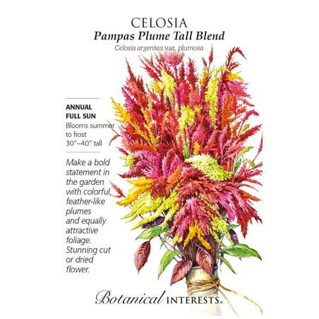 Pampas Plume Tall Blend Celosia Seeds - 30 mg