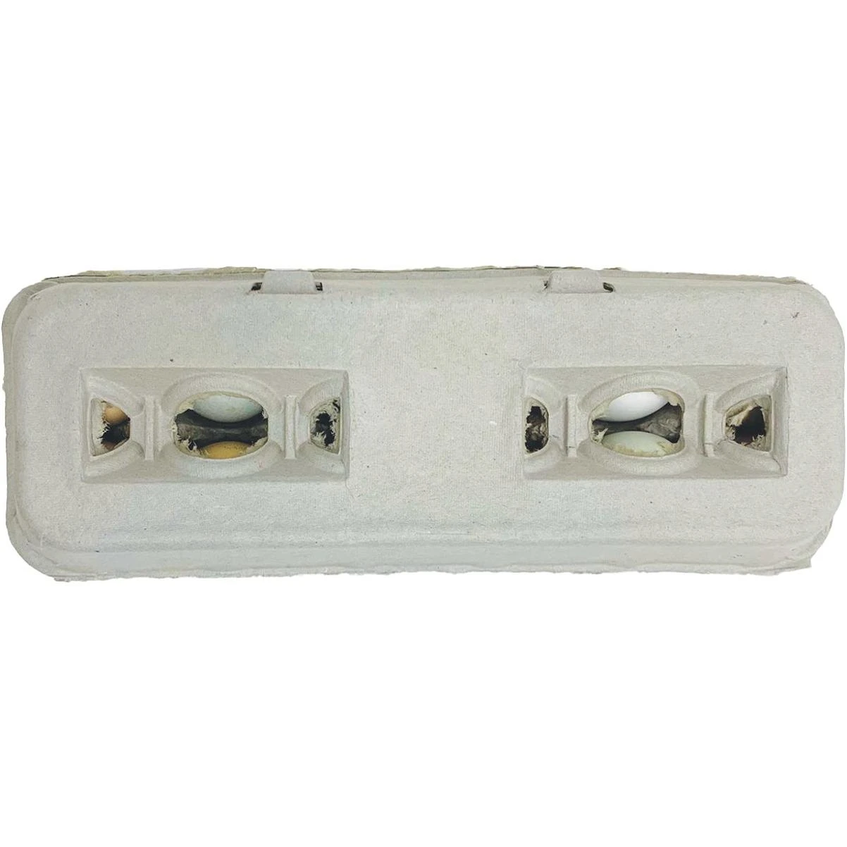 Stromberg's Large Blank Egg Carton (25-Count)