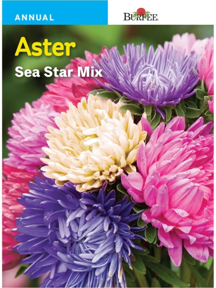 Burpee® Aster Sea Star Mix Seeds