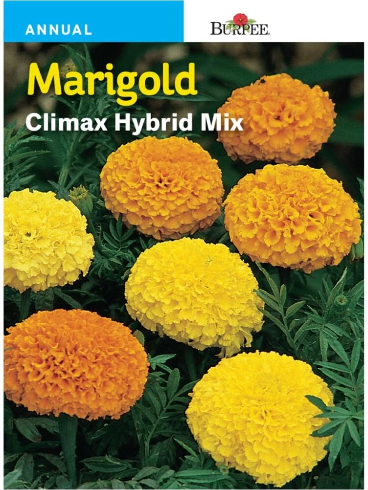 Burpee Marigold Climax Hybrid Mix Seeds