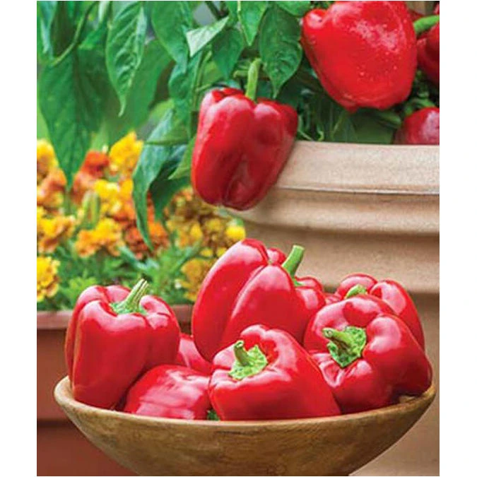 Jungle Parrot Red Sweet Pepper Seed Pack 51272