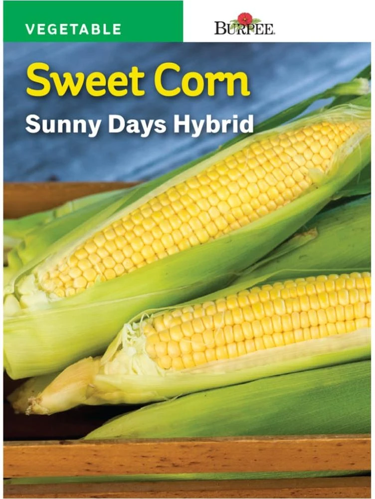 Burpee Sunny Days Hybrid Sweet Corn Seeds - Yellow