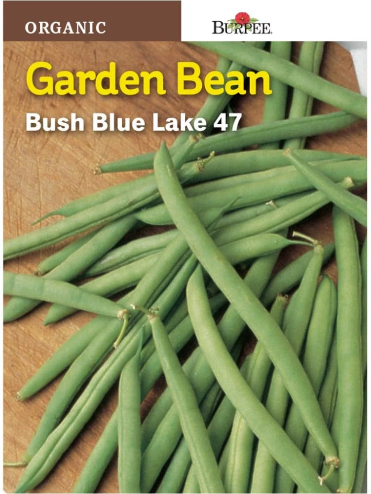 Burpee Blue Lake 47 Bush Snap Bean Seeds - Green
