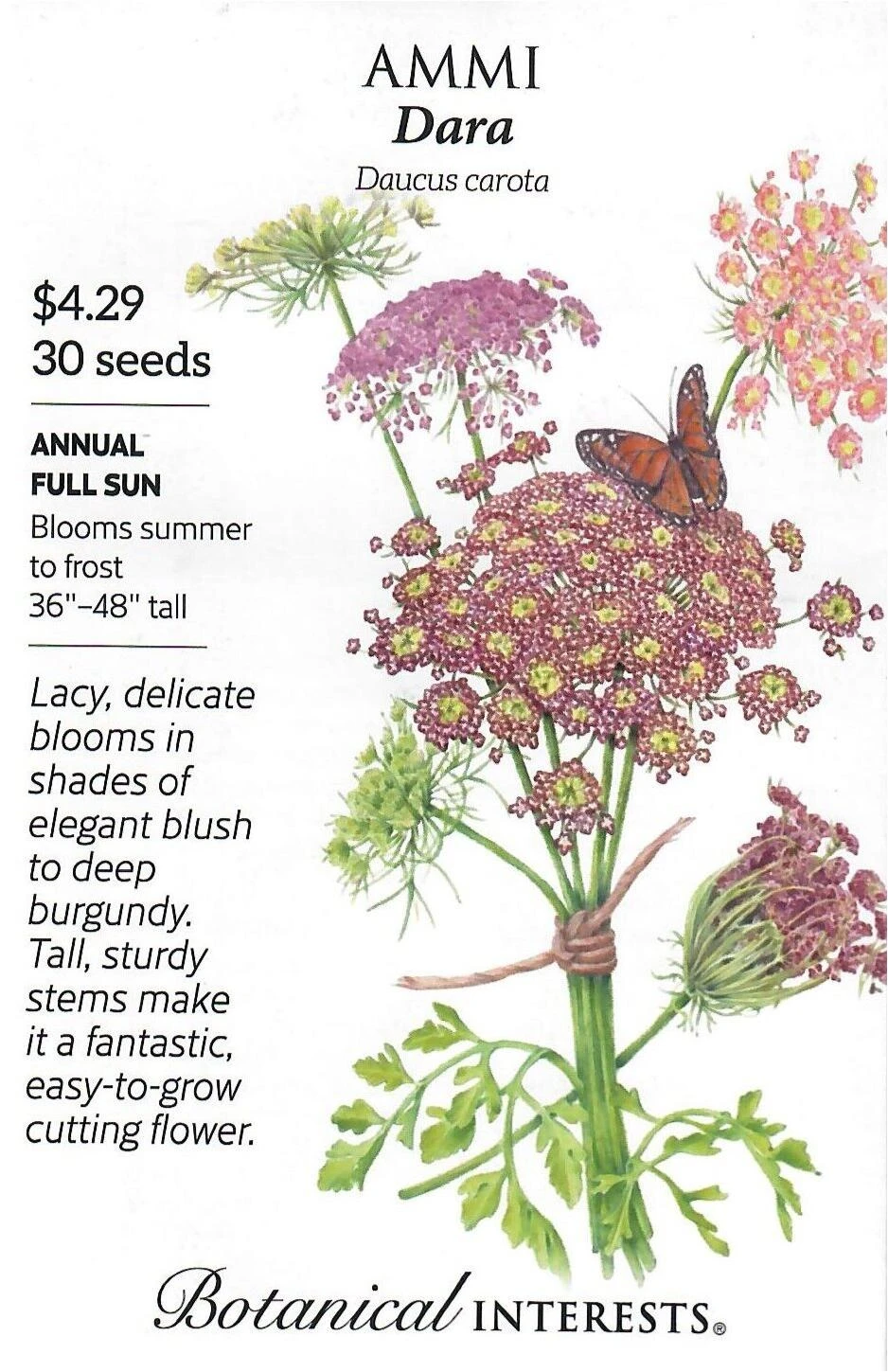 Ammi Dara Flower Seeds - Botanical Interests 12/23