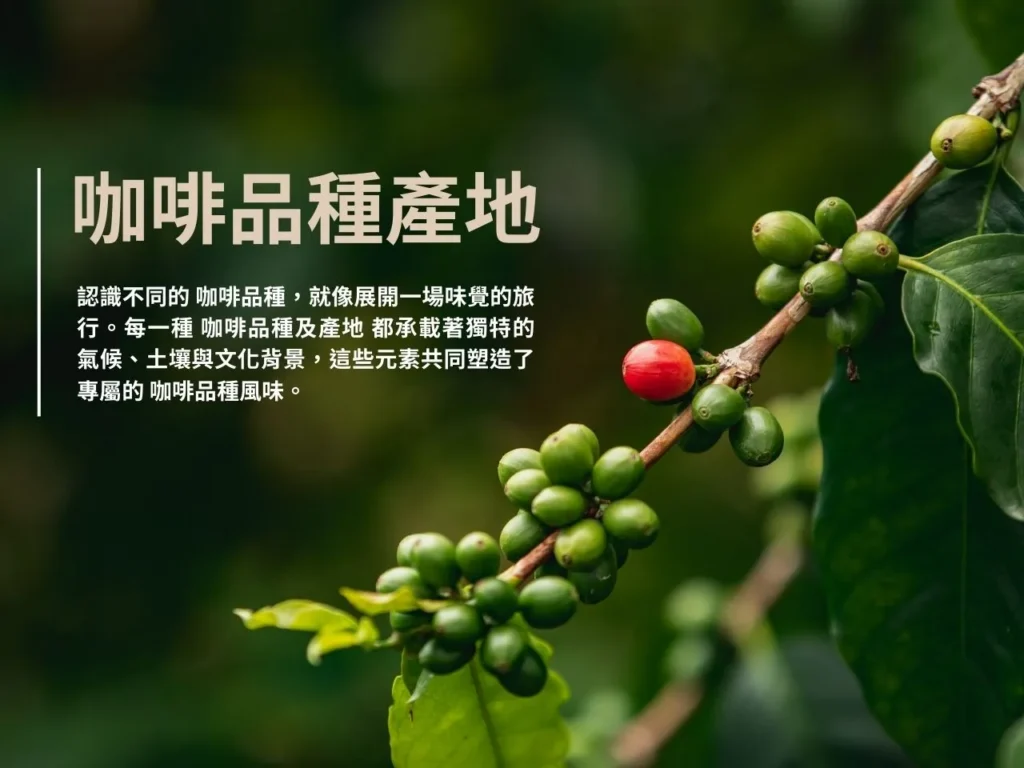 咖啡品種及產地 咖啡品種介紹 咖啡品種圖 咖啡豆口味 咖啡品種風味
