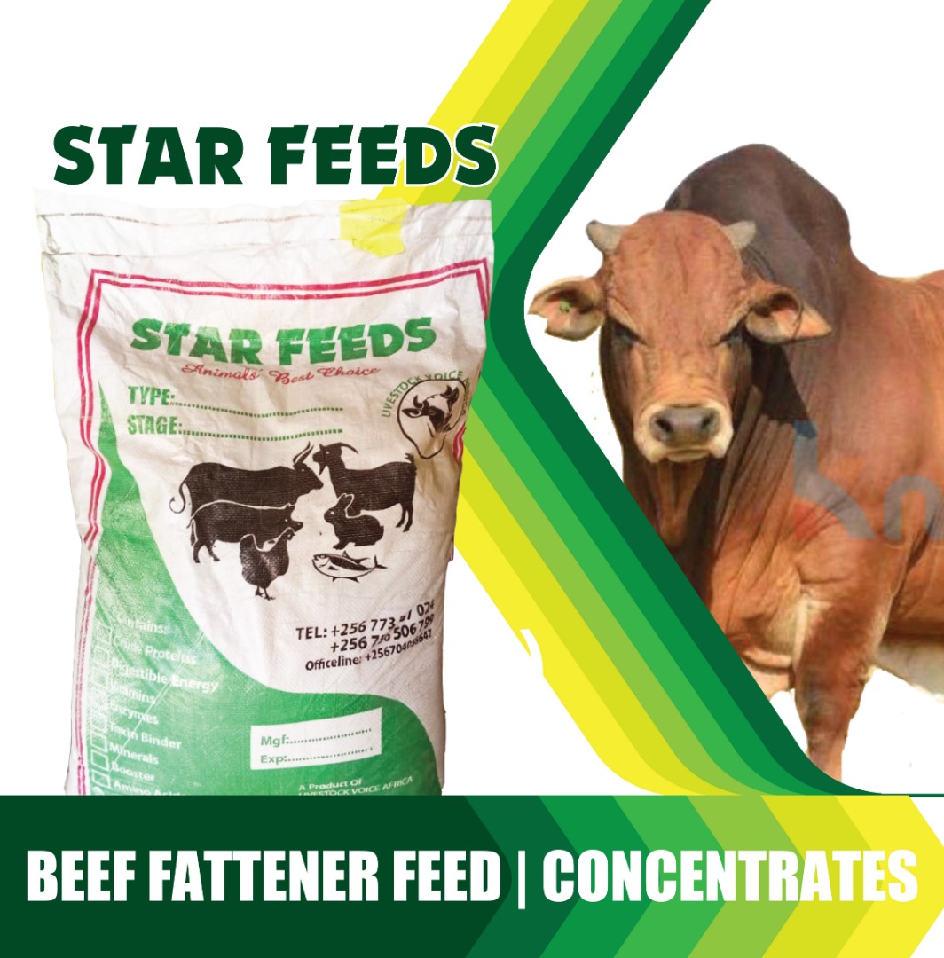 Calf starter concentrate 