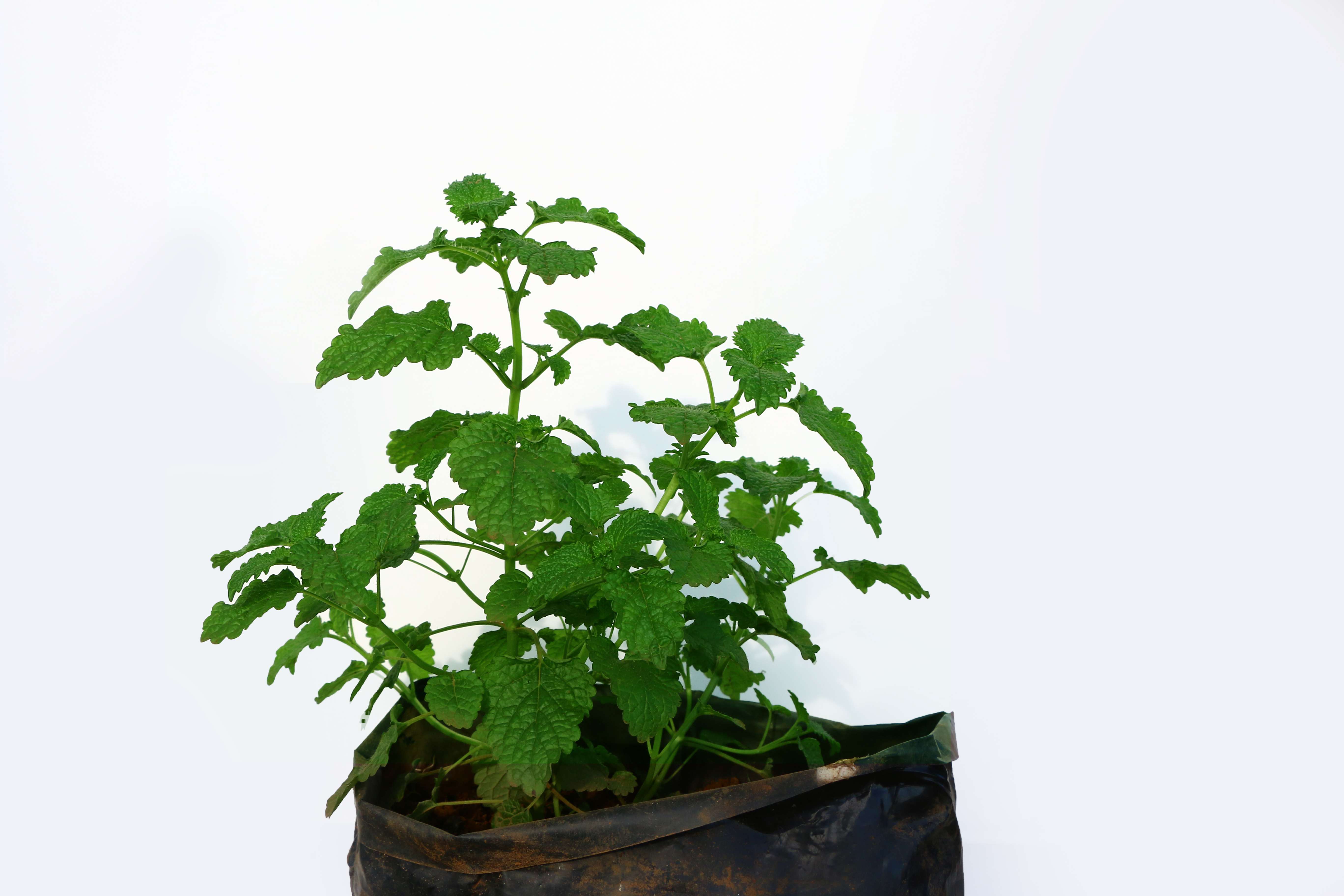 Lemon Balm Seedling 