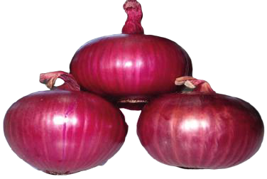 Red Della F1 – Onion, high yielding Early to mid-early short-day variety 
