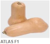 Atlas – Squash Butternut