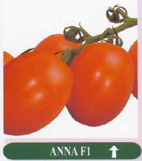 Anna – Tomatoe