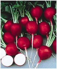 Cherry Bell – Top quality delicious redskin Radish variety 