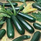 Dark- Green Zuchini – Squash variety with excellent flavour, good home and commercial production 